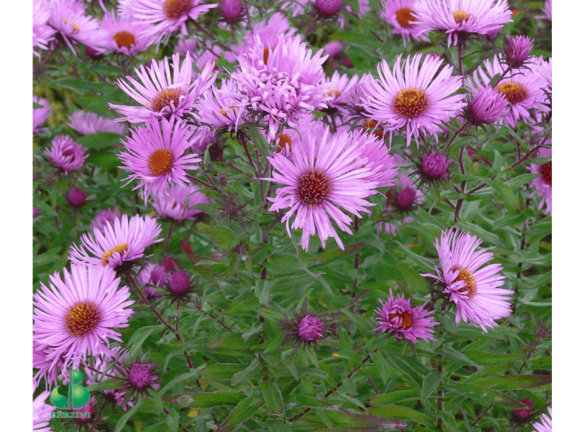 Aster novae-angliae   'Barr's Pink'